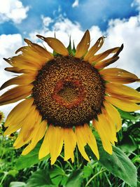 Close-up of sunflower