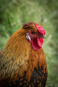 Close-up of rooster