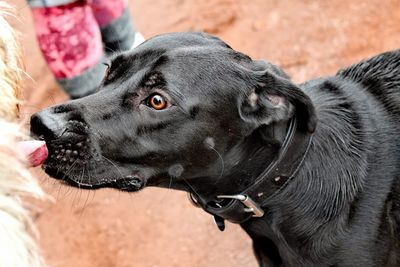 Close-up of black dog