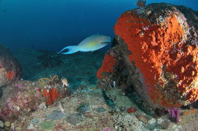 Fish swimming in sea