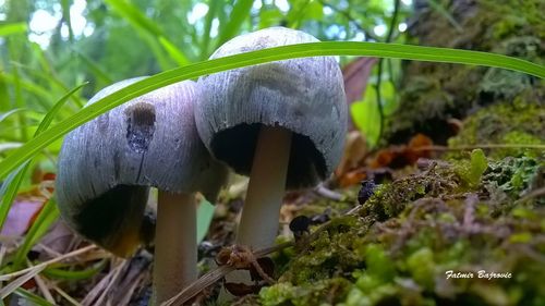 Close-up of mushroom growing in forest