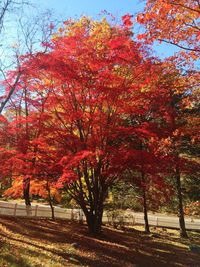 Trees in park