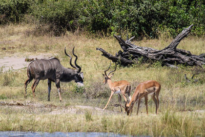 Deer in forest