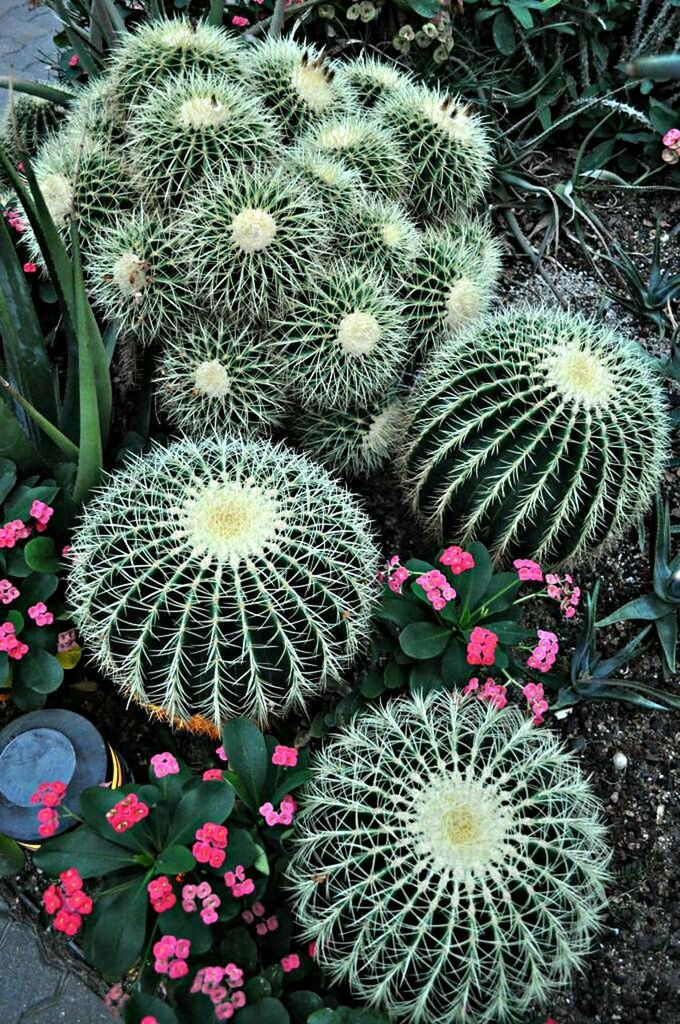 flower, freshness, fragility, flower head, growth, high angle view, plant, petal, beauty in nature, cactus, nature, blooming, close-up, in bloom, thorn, potted plant, purple, botany, pink color, no people