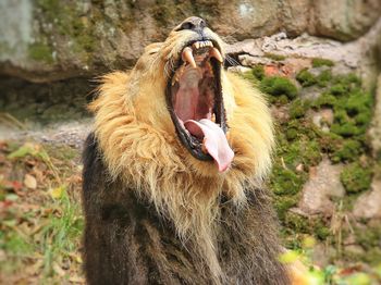 Close-up of lion yawning at field