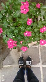 Low section of person standing by pink flowers