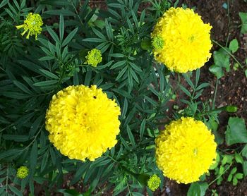 Close-up of yellow daffodil flowers