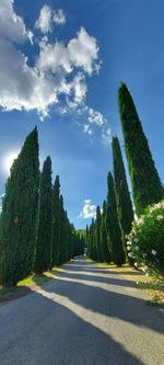 Empty road amidst trees against sky