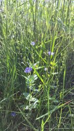 Close-up of purple flowers blooming in field