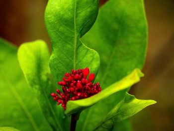 Close-up of red flower