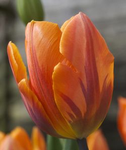 Close-up of orange flower blooming outdoors