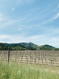 Napa valley vineyard in st helena