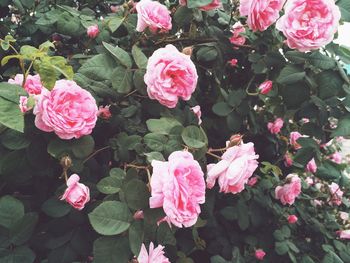 Close-up of pink rose blooming outdoors