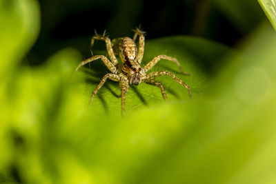 Close-up of spider