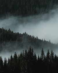 Low angle view of trees in forest against sky. moody forest with fog rolling.