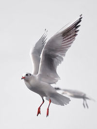 Close-up of seagull flying against clear sky