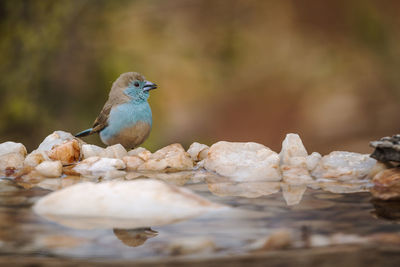 Close-up of bird perching on a plant