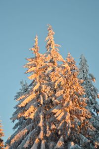 Low angle view of snow covered coniferous trees against blue sky