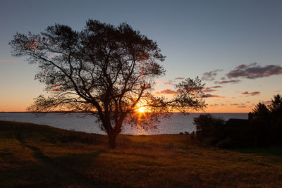 Silhouette tree on beach against sky during sunset