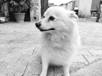 Dog looking away while standing on footpath