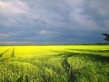 Scenic view of agricultural field against sky