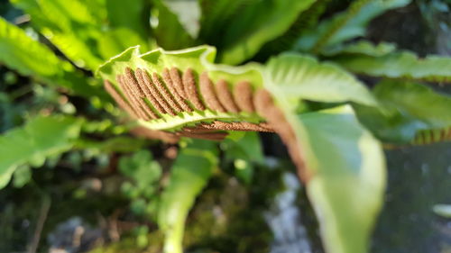 Close-up of green leaf on plant