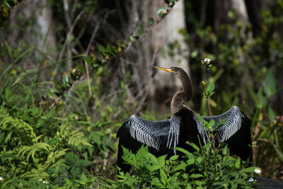 Rear view of anhinga drying wings in forest