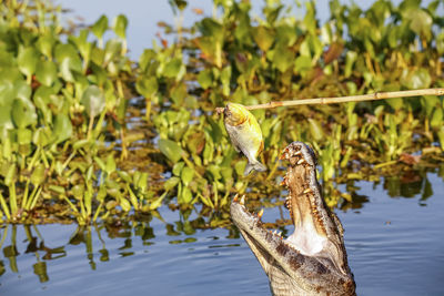 Close-up of crocodile