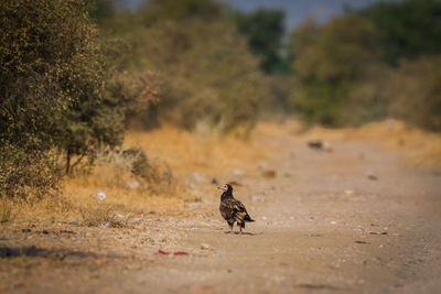 Bird perching on a field