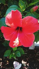 Close-up of pink flower blooming outdoors