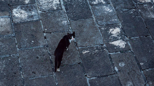 High angle view of dog walking on footpath