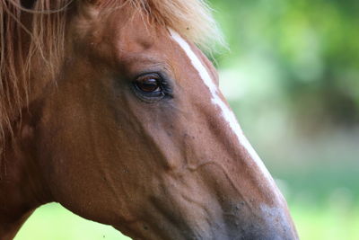 Close-up of a horse and looks in the camera
