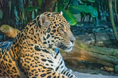 Close-up of a cat looking away