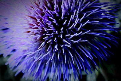Close-up of purple flowers