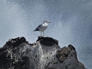 Seagull perching on rock