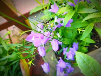 Close-up of purple flowering plants