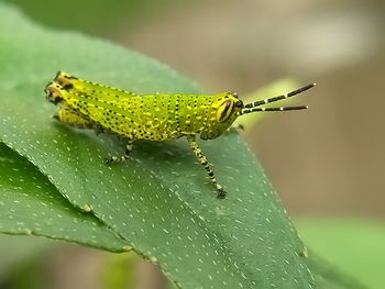 Close-up of insect on leaf
