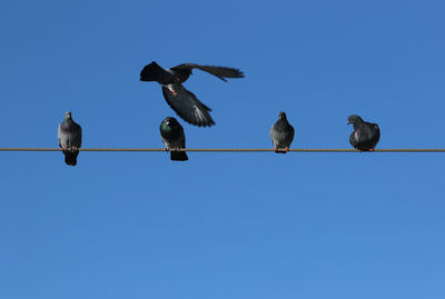 Low angle view of birds perching on cable. pigeons perch on a cable wire in estoril, portugal