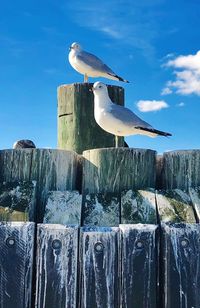 Bird perching on rock against sky