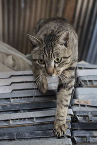 Portrait of cat sitting