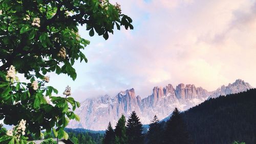 Low angle view of tree and mountains against sky