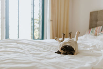 View of a dog relaxing on bed at home