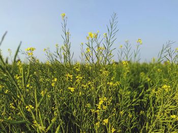 Yellow flowering plants on field against sky