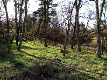 Trees growing in forest