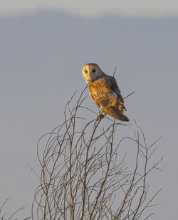 Low angle view of barn owl perching on branch against sky