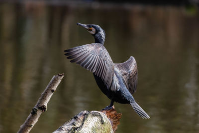 Close-up of bird flying over wooden post