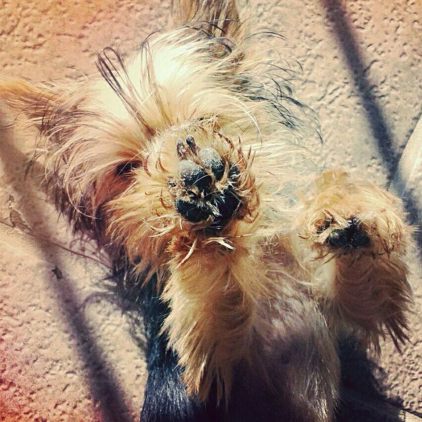 animal themes, dog, one animal, domestic animals, mammal, pets, high angle view, animal hair, close-up, indoors, no people, looking at camera, portrait, day, relaxation, full frame, animal head, brown, zoology