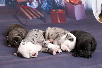 Close-up of dog sleeping