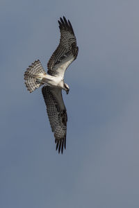 Low angle view of bird flying against clear sky