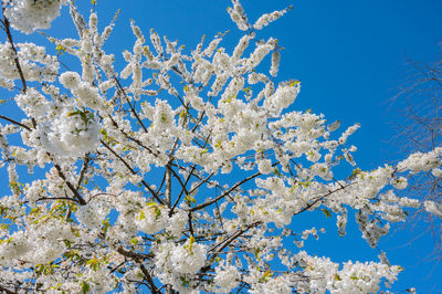 Low angle view of cherry blossom against blue sky